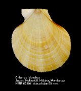 Chlamys islandica (3)